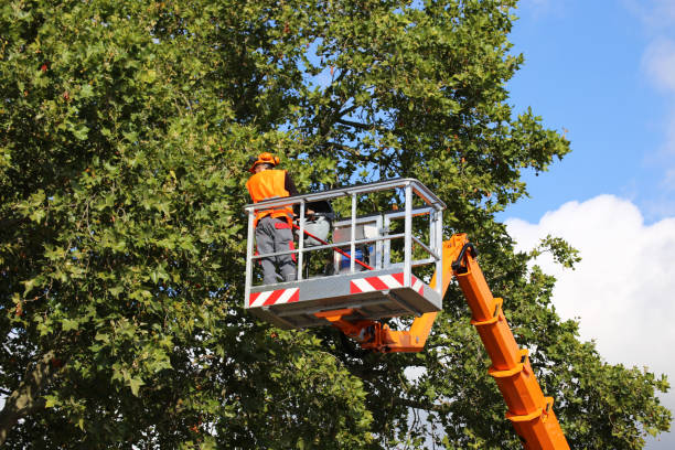 The Steps Involved in Our Tree Care Process in Glenwood, GA